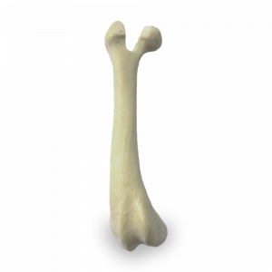FÊMUR DIREITO COM DEFORMIDADE DISTAL - CÃO PEQUENO - cód. AV 234 D