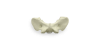 C1