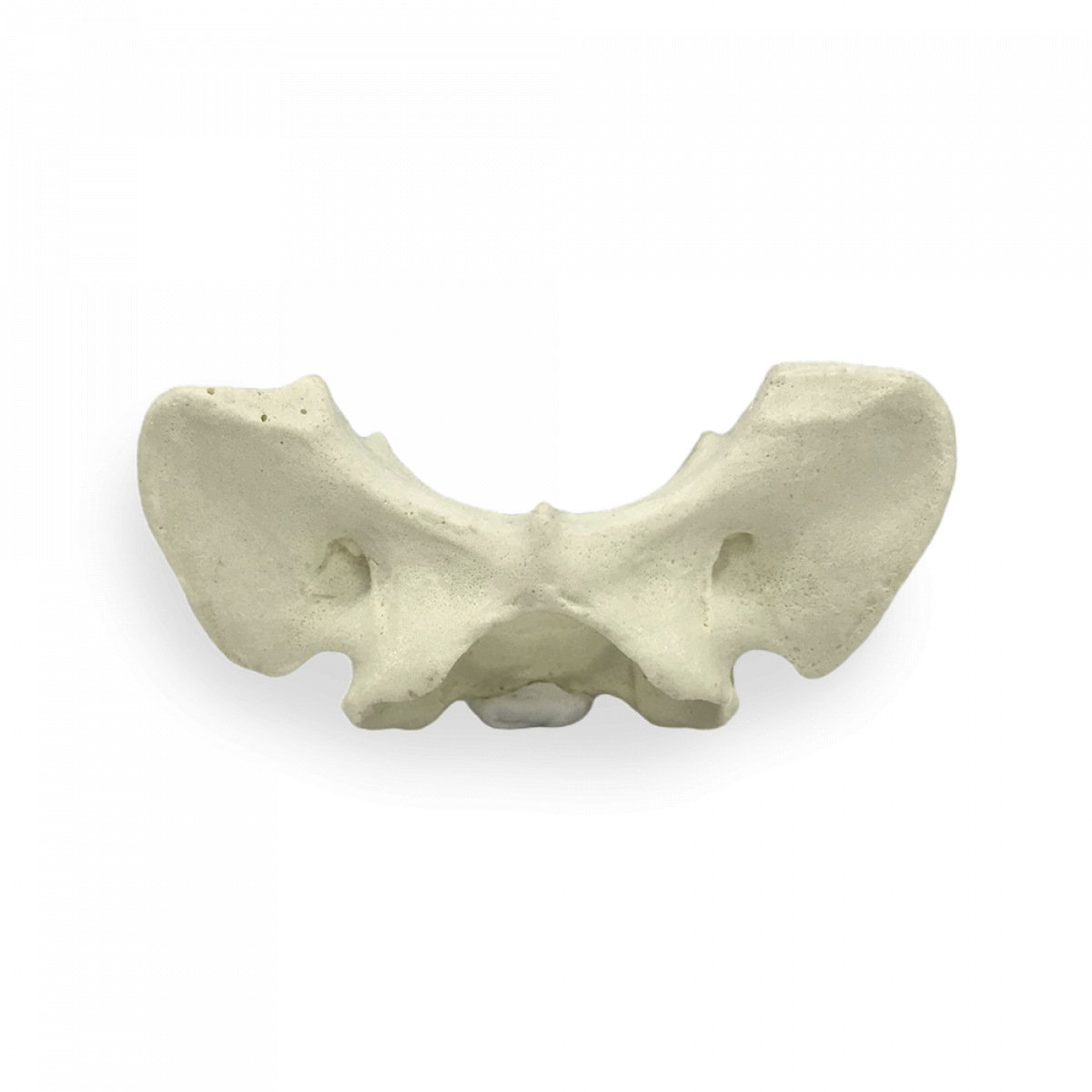 C1