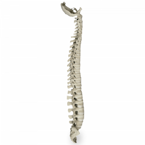 COLUNA  COM SACRO E OCCIPITAL - cód. 5005
