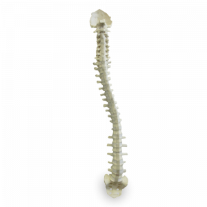 COLUNA  FLEXÍVEL COM SACRO E OCCIPITAL - cód. 5005F