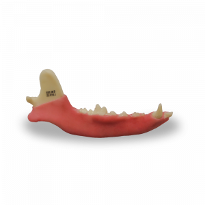1/2 MANDIBULA DIREITA COM GENGIVA  - CÃO GRANDE - cód. AV110G D