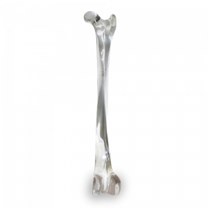 FEMUR ACRILICO DIREITO - CÃO GRANDE - cód. AV200 DA
