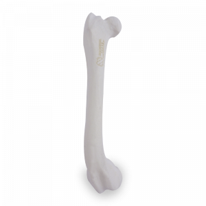 FÊMUR DIREITO COM CANAL MEDULAR E ESPONJOSO COM DEFORMIDADE DISTAL VARO - CÃO GRANDE - cód. AV200 EDDVR