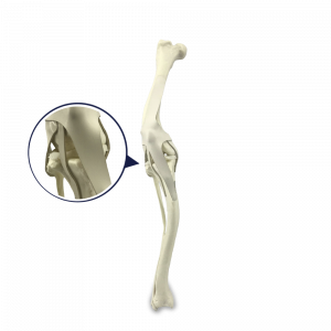 JOELHO DIREITO COM CANAL MEDULAR E ESPONJOSO  COM DEFORMIDADE DISTAL VARO E VALGO - CÃO GRANDE - cód. AV259 D
