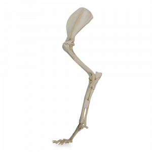 MEMBRO ANTERIOR ESQUERDO COMPLETO COM CANAL MEDULAR E ESPONJOSO - CÃO GRANDE - cód. AV775ESP